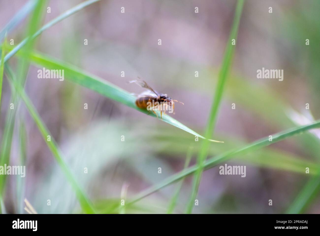 ANT Hochzeitsflug mit fliegenden Ameisen wie neuen Ameisenköniginnen und männlichen Ameisen mit gespreizten Flügeln paaren sich als nützliches Insekt für die Reproduktion in Makro-Niederwinkelblick formikale Nestkolonie neue Insektengesellschaft Stockfoto