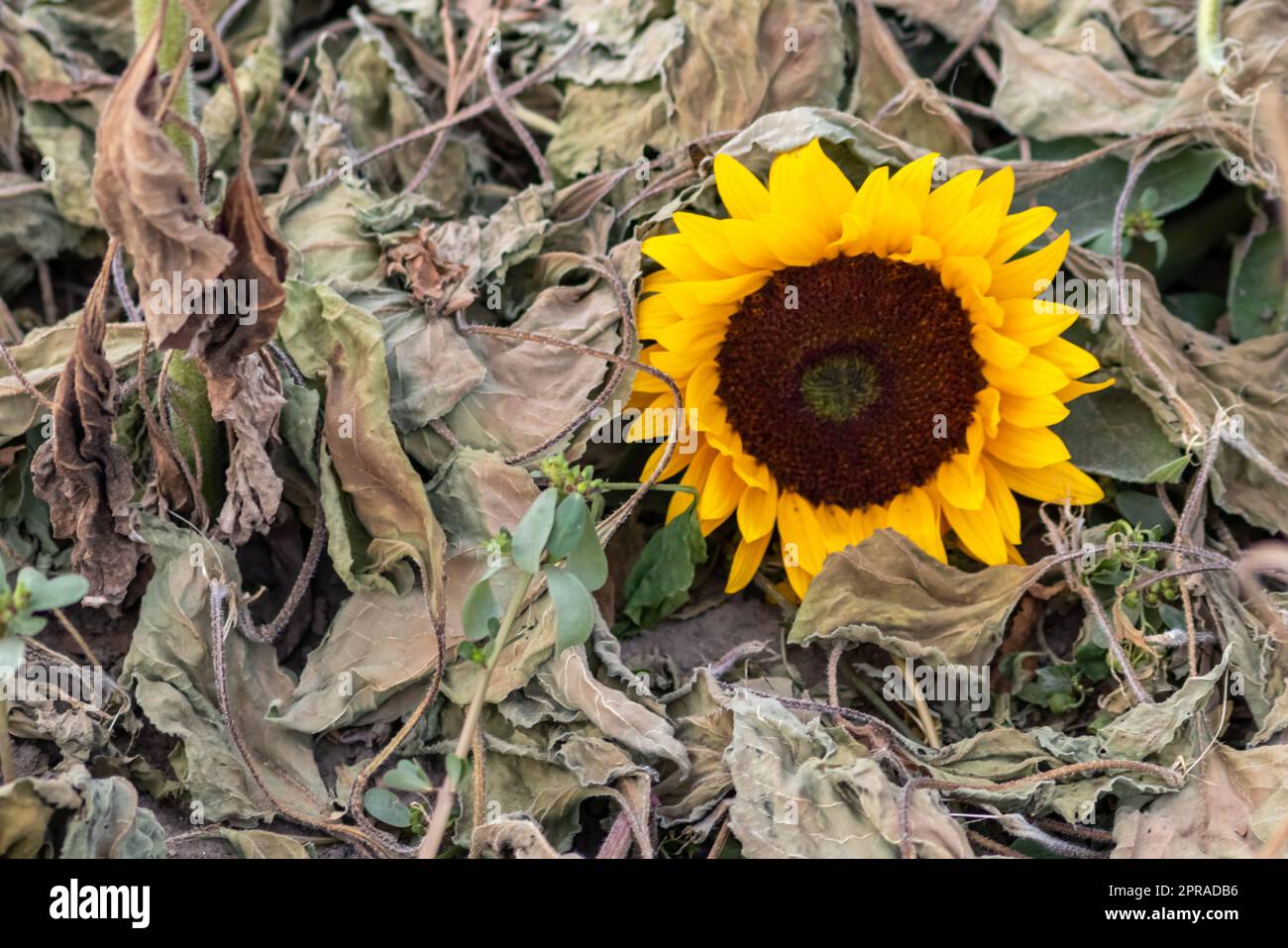 Dürre mit trockenen und verwelkten Sonnenblumen in extremer Hitzeperiode mit heißen Temperaturen und ohne Regenfälle aufgrund der globalen Erwärmung führt zu Ernteverknappung und Wasserknappheit auf landwirtschaftlichen Sonnenblumenfeldern Stockfoto