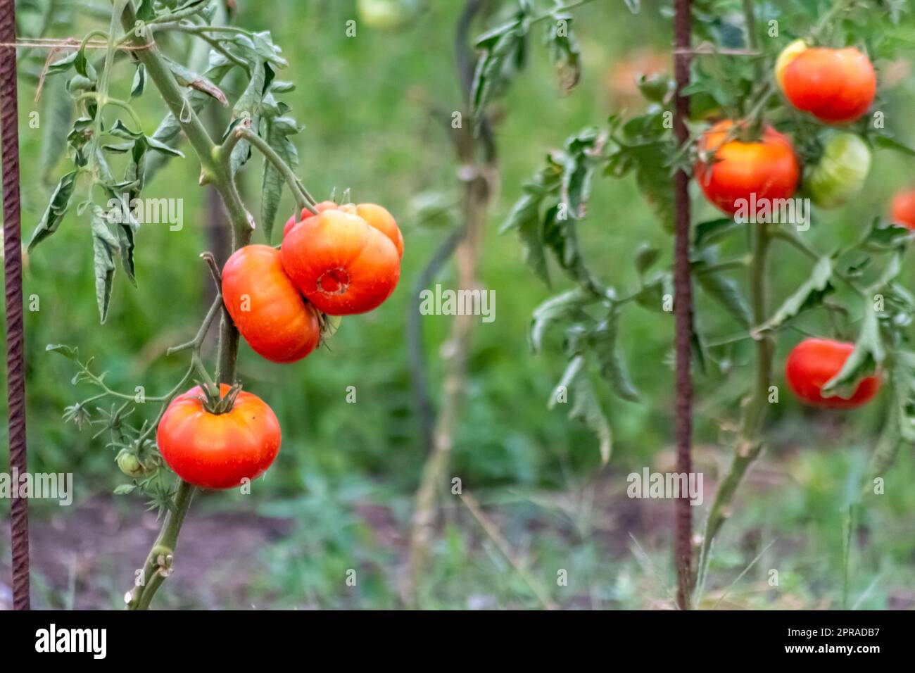 Kirschtomaten, die zu Hause angebaut werden und im Gemüsegarten reifen und hängen, als Bio-Lebensmittel und Bio-Gemüse für eine gesunde Ernährung ohne Pestizide für Vegetarier und Veganer Stockfoto