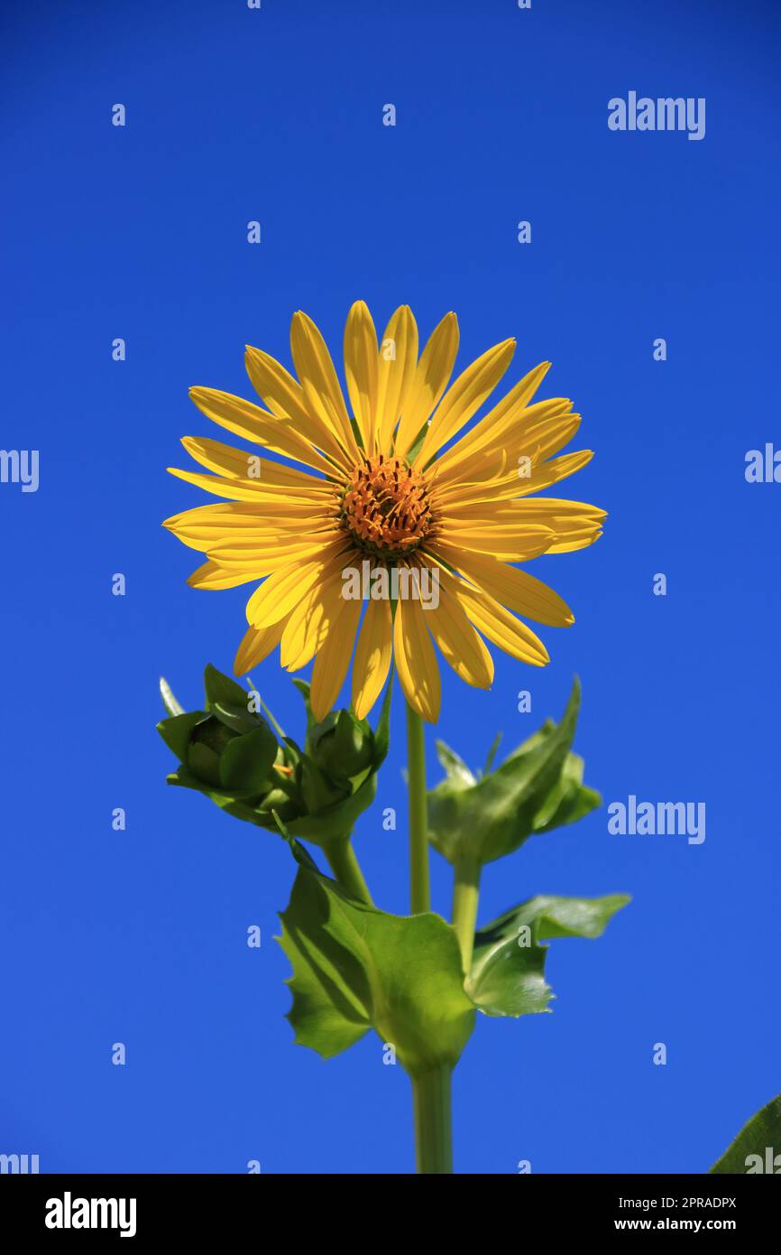 Einzelne Blume aus geiziger Silphie vor einem blauen Himmel Stockfoto