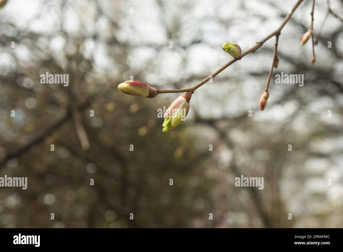 Ein Zweig mit jungen Frühlingsknospen, selektiver Fokus Stockfoto
