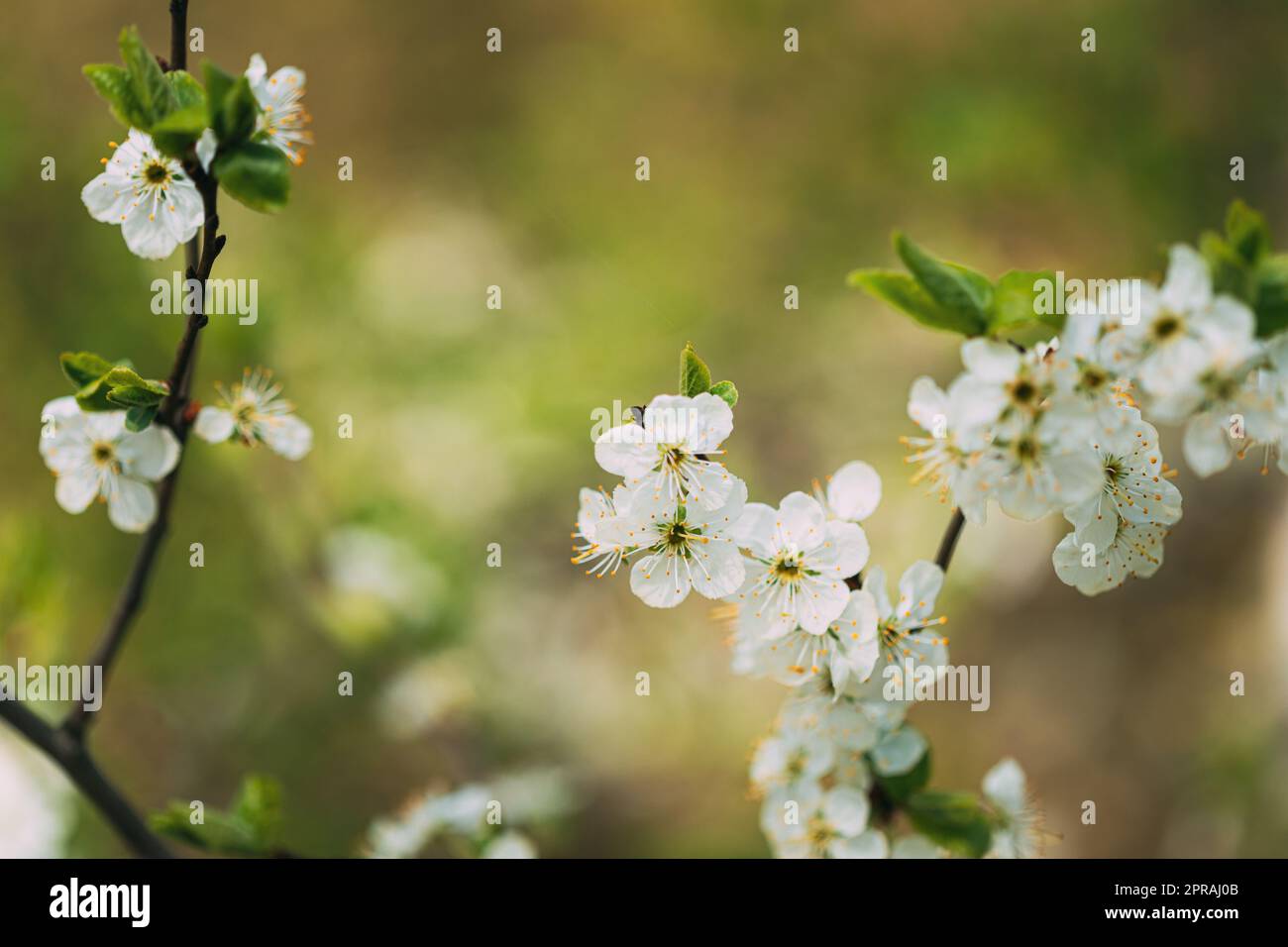 Weiße junge Frühlingsblumen, die in einem Zweig des Baumes im Wald wachsen Stockfoto