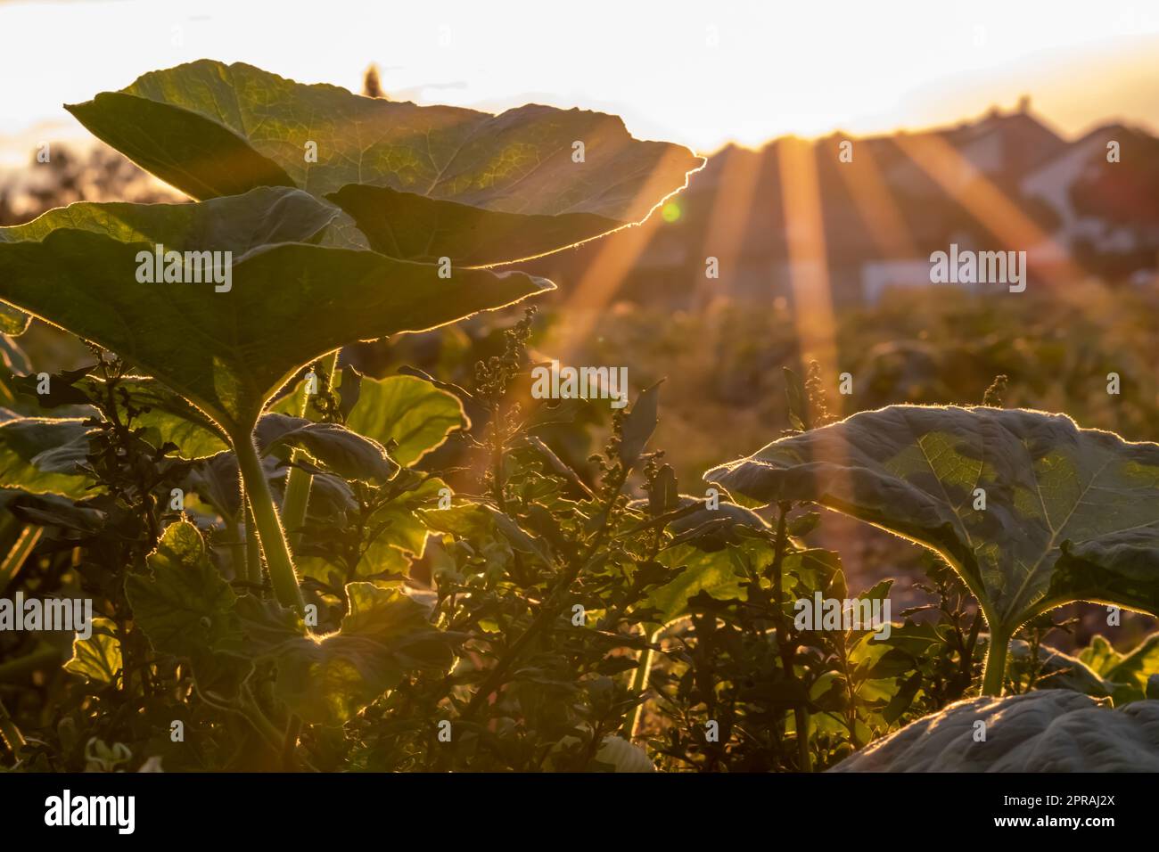 Bio-Kürbisfelder Reifung auf biologischem Ackerland mit Blick auf den Sonnenuntergang zeigt idyllische Plantagen zum Anbau von Kürbis Thanksgiving Kürbisse gesunde Landwirtschaft mit grüner Hintergrundbeleuchtung Stockfoto