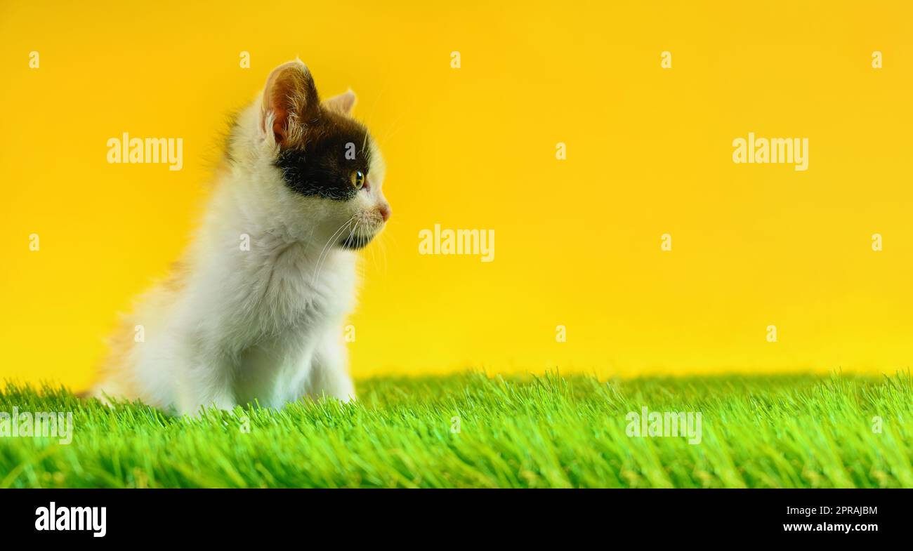 Junge farbige Katze spielt auf einem grünen Feld Stockfoto