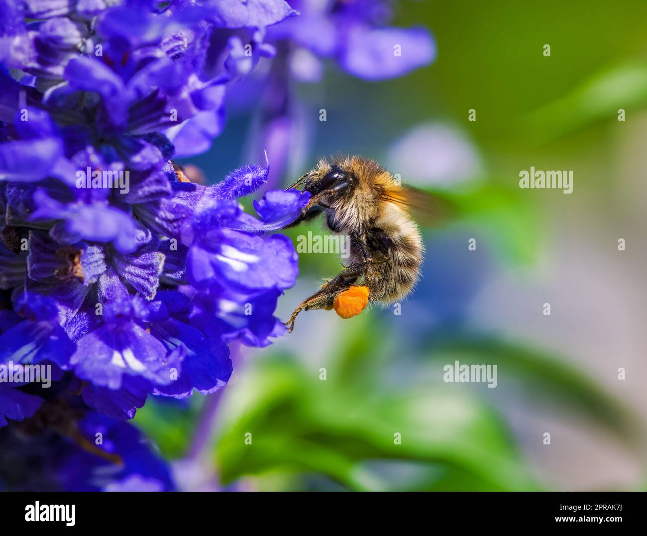 Gemeine Karderbiene auf einer violetten Salbeiblütenblüte Stockfoto