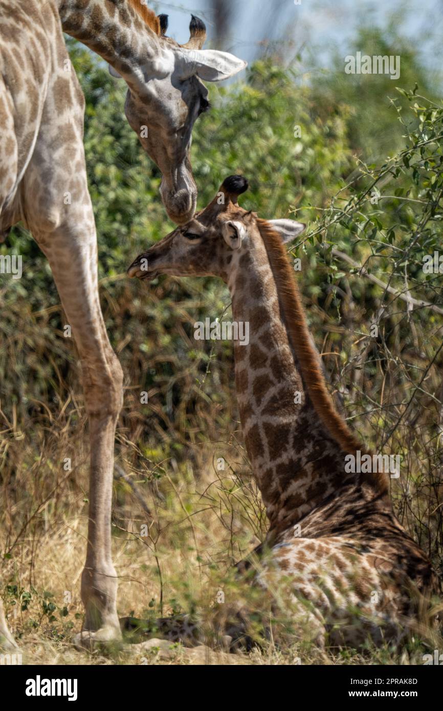 Die junge südliche Giraffe liegt von der Mutter zerfellt Stockfoto