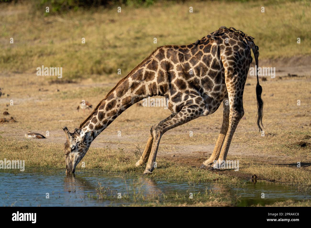 Die südliche Giraffe steht, um Wasser zu trinken Stockfoto