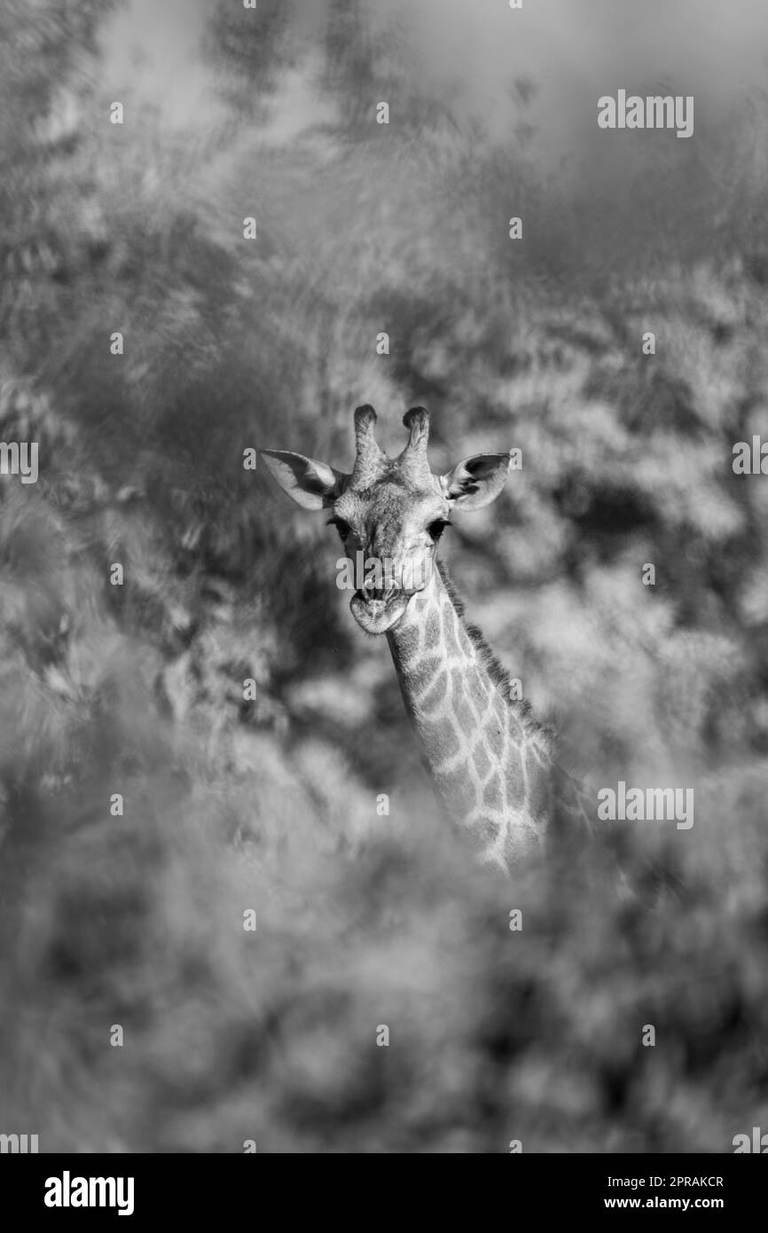 Monosüdliche Giraffe beobachtet Kamera in Bäumen Stockfoto