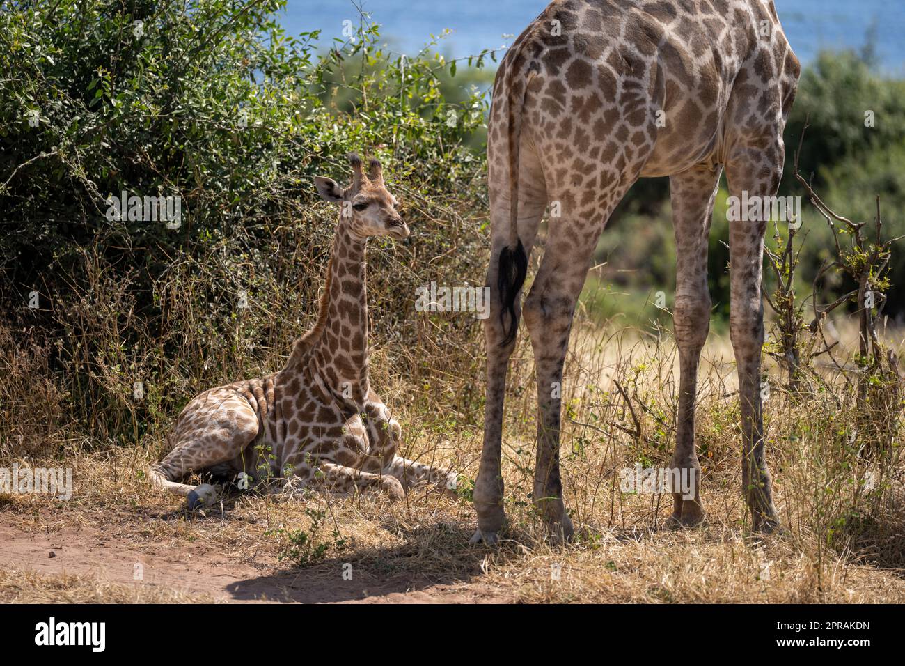 Die südliche Giraffe liegt von der Mutter in der Nähe von Büschen Stockfoto