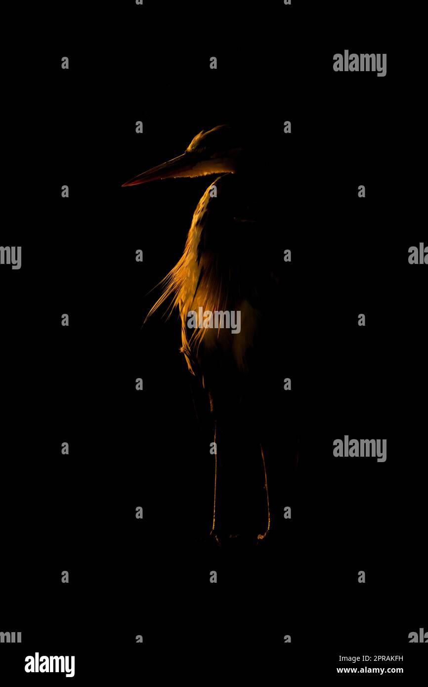 Grauer Reiher im goldenen Licht im Schatten Stockfoto