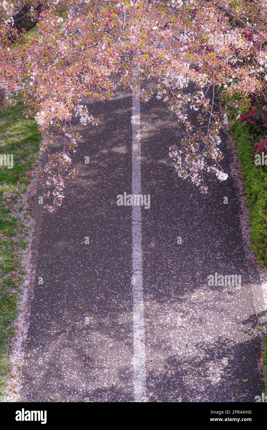 Straße, wo Kirschblüten tanzen Stockfoto