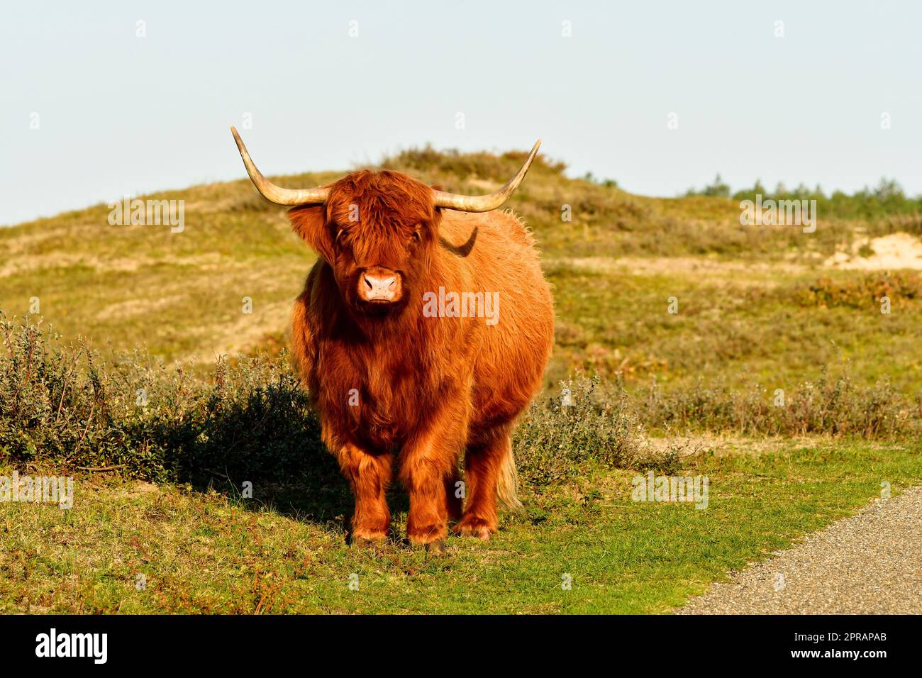 Ein schottisches Highland-Vieh im nordholländischen Dünen-Reservat, das neben einem Pfad steht. Schoorlse Duinen, Niederlande. Stockfoto