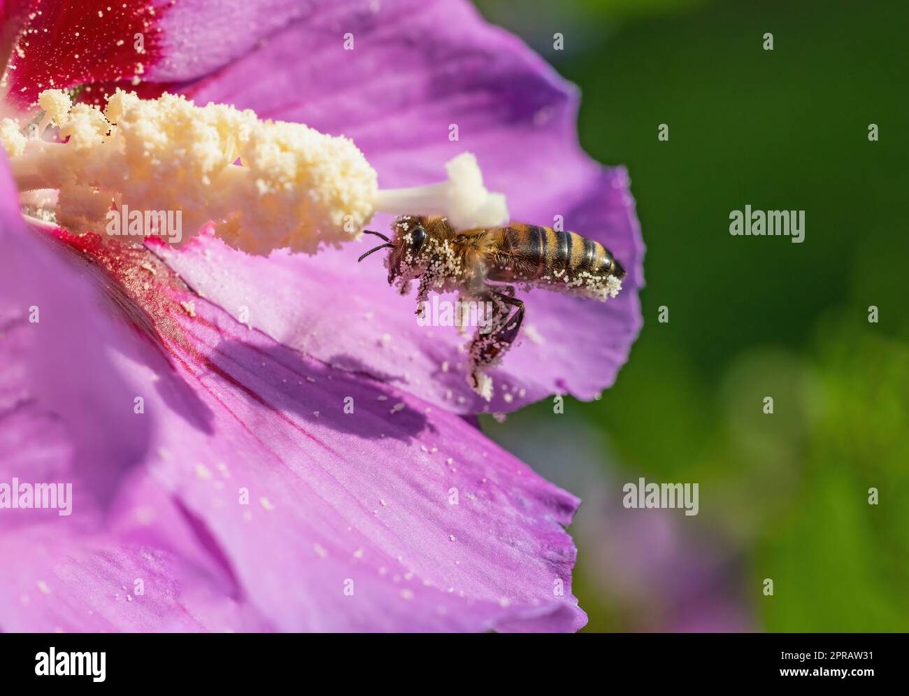 Honigbiene fliegt Nektar in Hibiskusblüten-Schließung. Stockfoto
