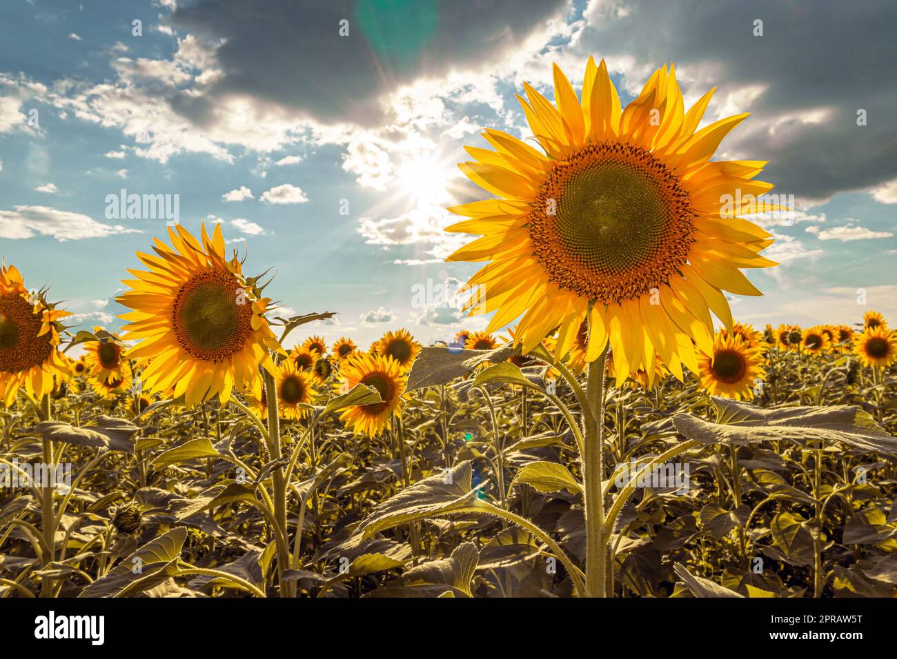 Ein Bild einer Werbung für Sonnenblumen und Pflanzenöl. Sonnenblumenfelder und Wiesen. Hintergründe und Bildschirmschoner mit großen blühenden Blütenknospen und den Sonnenstrahlen. Sonnenblumenkerne Stockfoto