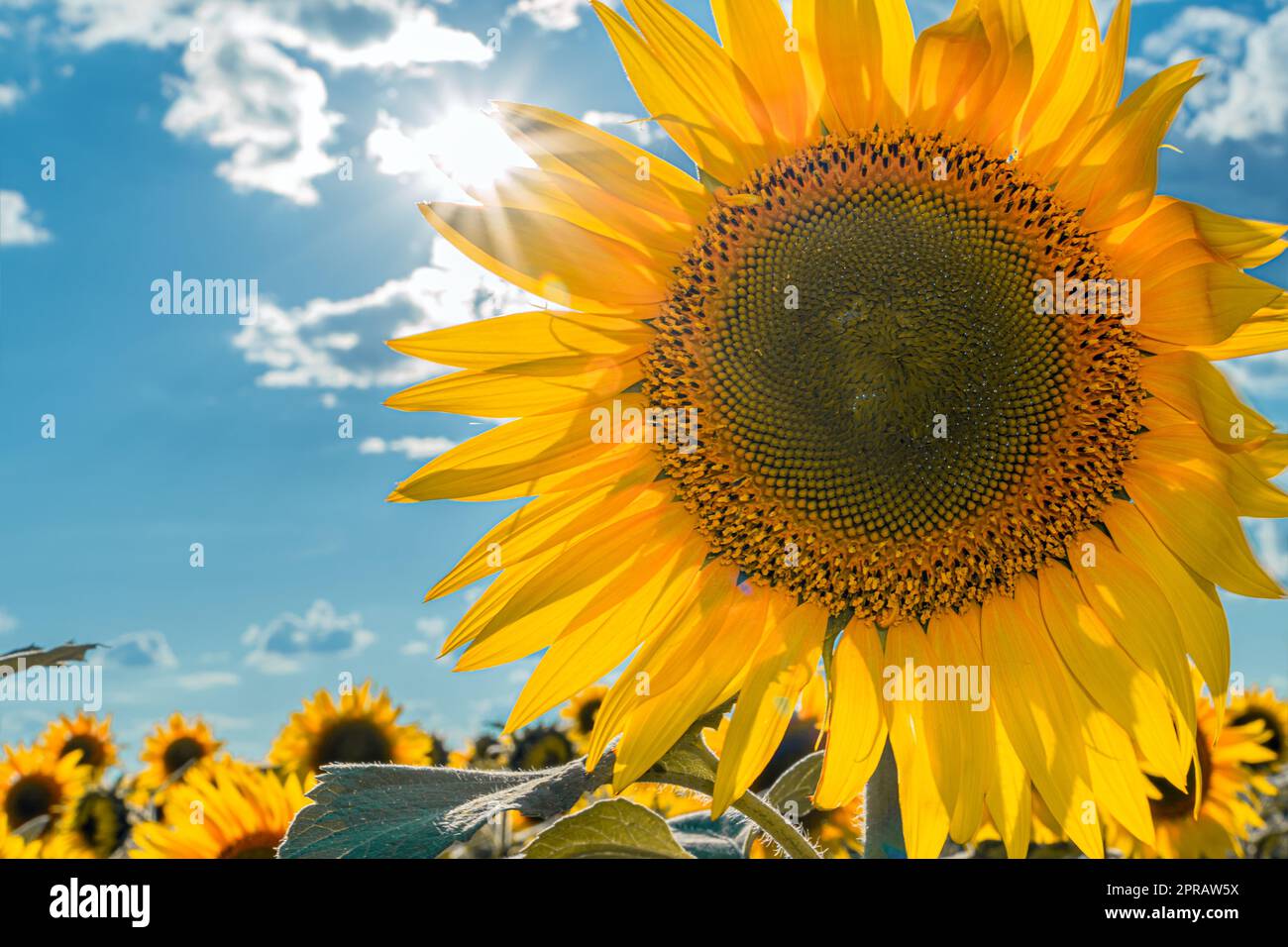Ein Bild einer Werbung für Sonnenblumen und Pflanzenöl. Sonnenblumenfelder und Wiesen. Hintergründe und Bildschirmschoner mit großen blühenden Blütenknospen und den Sonnenstrahlen. Sonnenblumenkerne Stockfoto