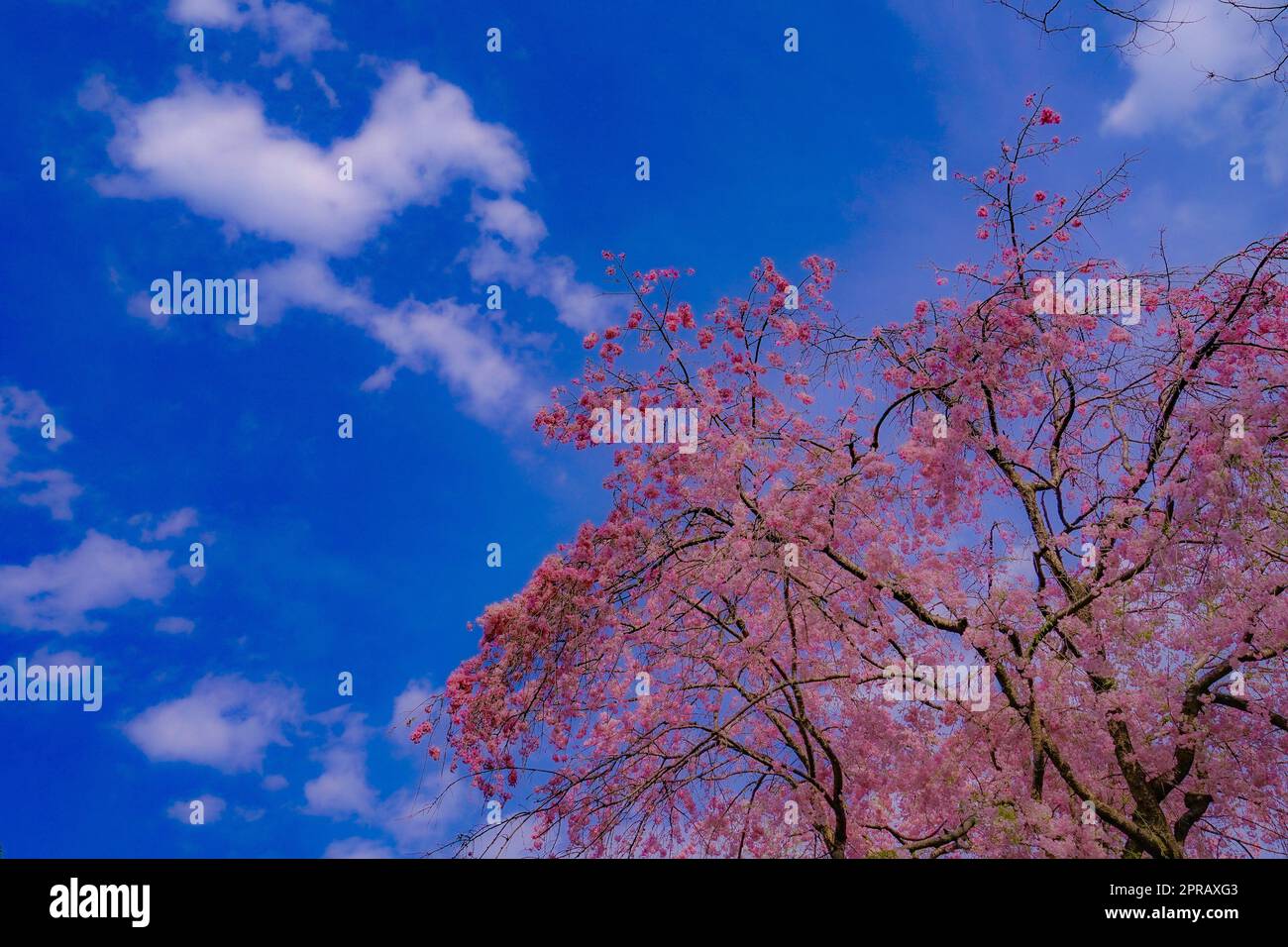 Sakura des blauen Himmels und voller Blüte Stockfoto