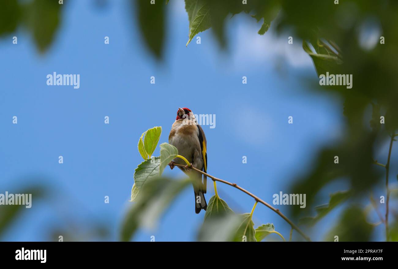 Ein Goldfink in einem Baum Stockfoto
