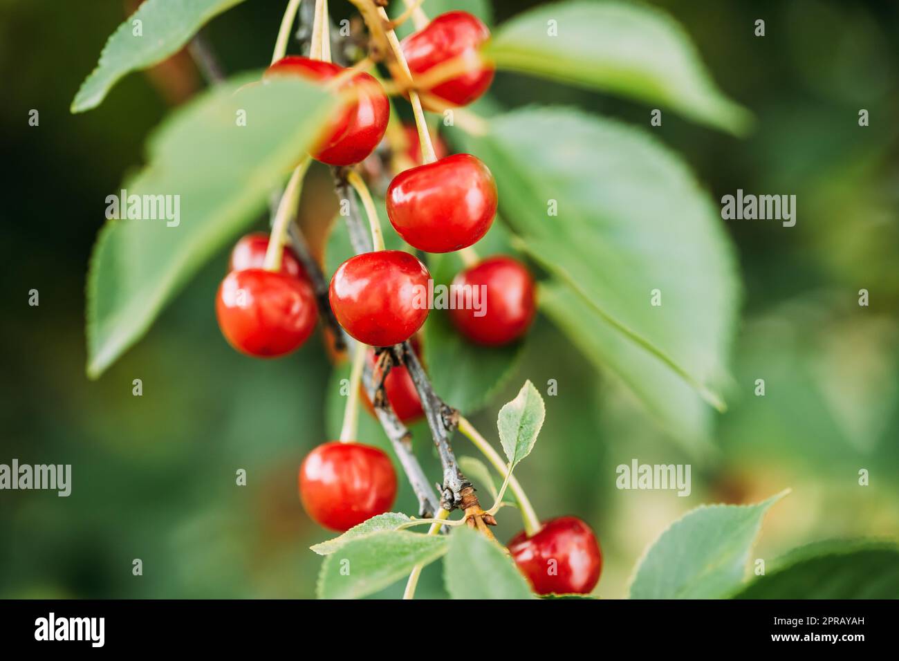 Rote reife Beeren Prunus subg. Cerasus auf Baum im Sommer Gemüsegarten Stockfoto