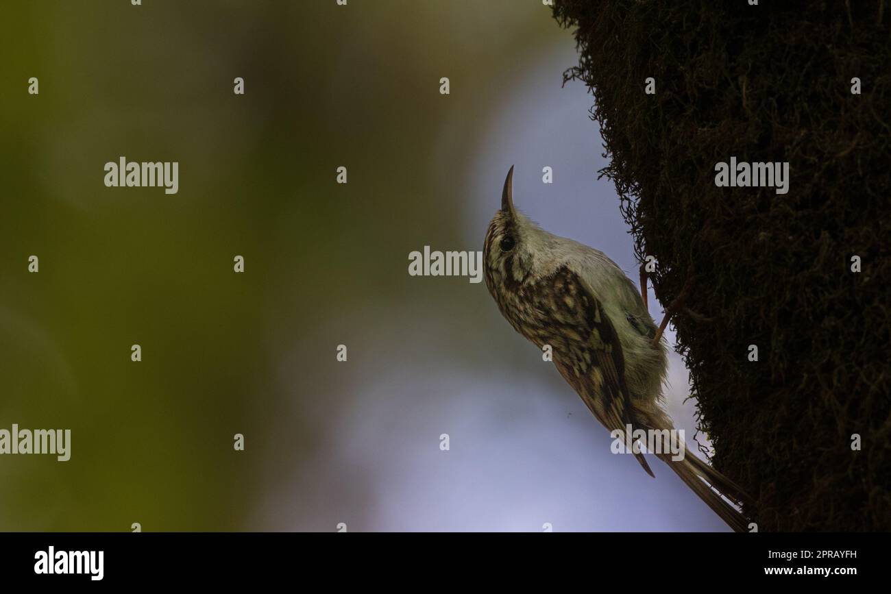 BaumcriPeer (Certhia familiaris)-Nahaufnahme mit unscharfem Hintergrund Stockfoto