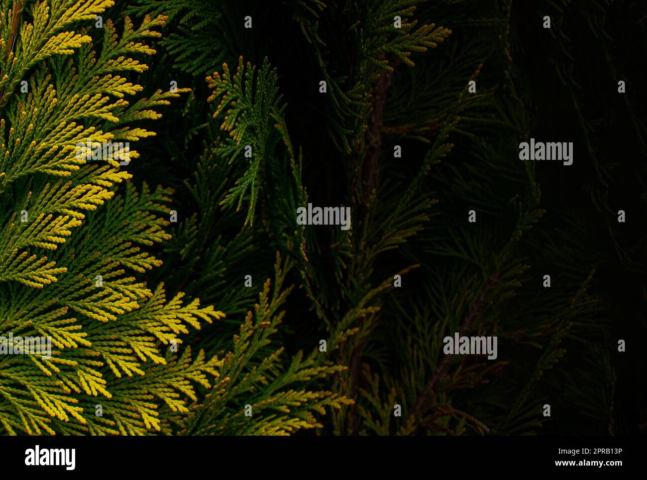 Banner eines gelben Thuja. Natürlicher Hintergrund. Natürlicher Hintergrund gelber Thuja-Blätter mit Kopierraum. Wunderschöne Blattstruktur. Stockfoto