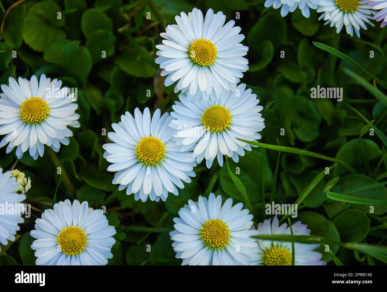 Nahaufnahme von kleinen weißen Margueritenblumen unter grünem Gras. Abstrakter natürlicher Hintergrund. Stockfoto