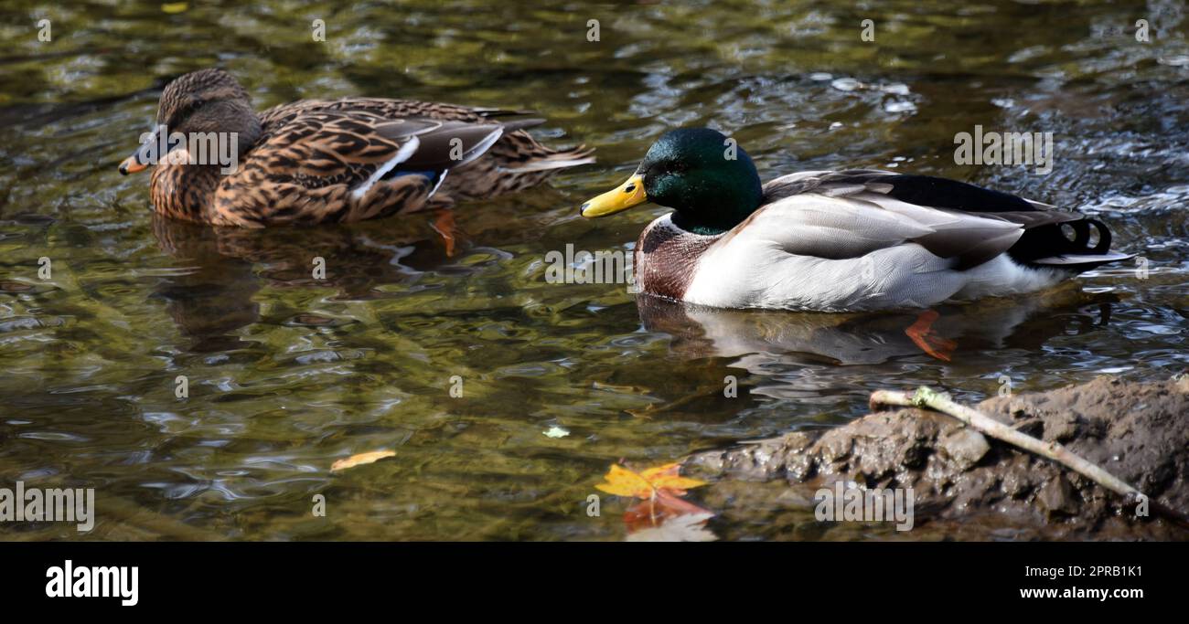 Zwei Mallard Ducks, männlich und weiblich, treiben sanft auf einem ruhigen Doe River in Elizabethton, Tennessee. Stockfoto