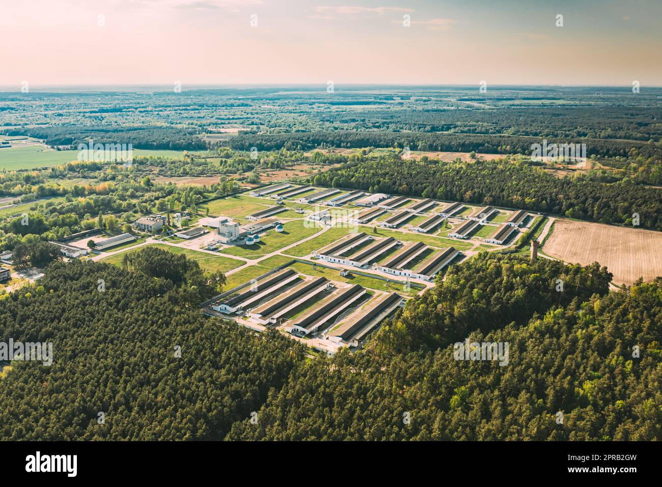 Luftaufnahme aus der Vogelperspektive auf das Gebäude der Schweinfarm im Waldgebiet in Sunny Day Stockfoto