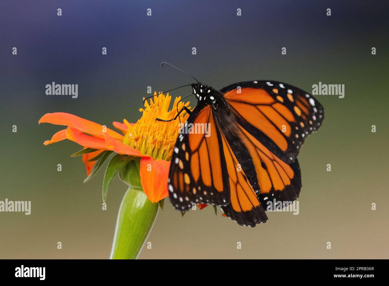 Nahaufnahme eines Monarch-Schmetterlings über einer Sonnenblume, die bestäubt, mit seinem pelzigen Hinterteil in guter Sicht. Stockfoto