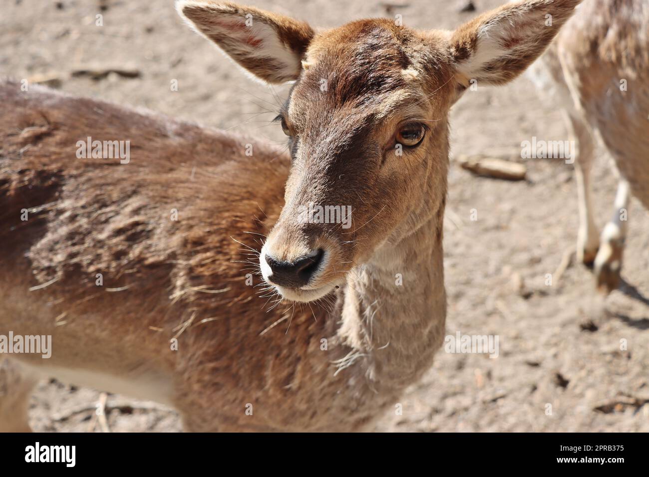 Mufflon (Ovis gmelini musimon) im Wildgehege Stockfoto