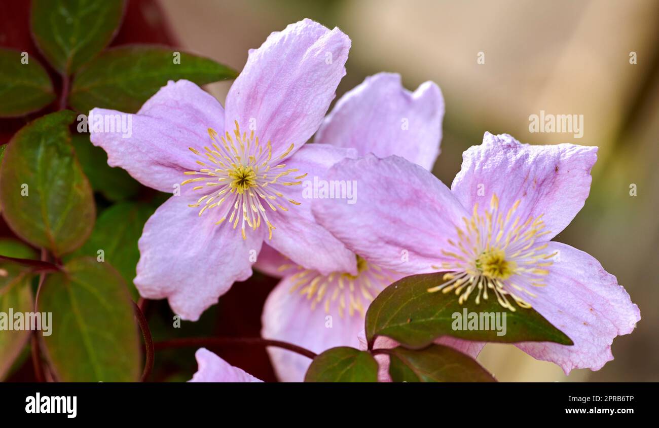 Schöne Blumen aus meinem Garten. Eine Reihe von schönen Gartenfotos. Stockfoto