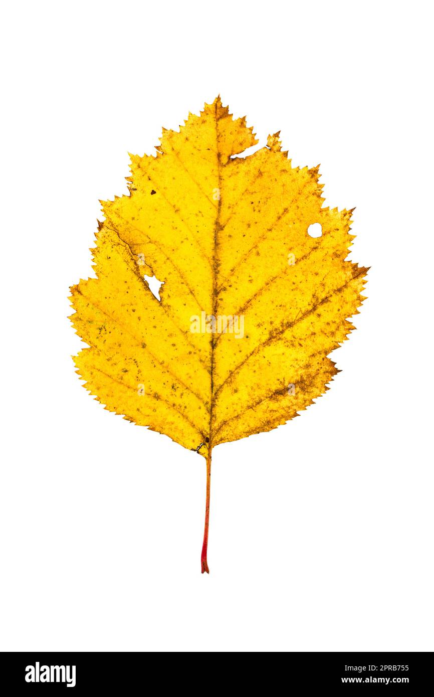 Herbst birke Blatt auf weißem Hintergrund Stockfoto