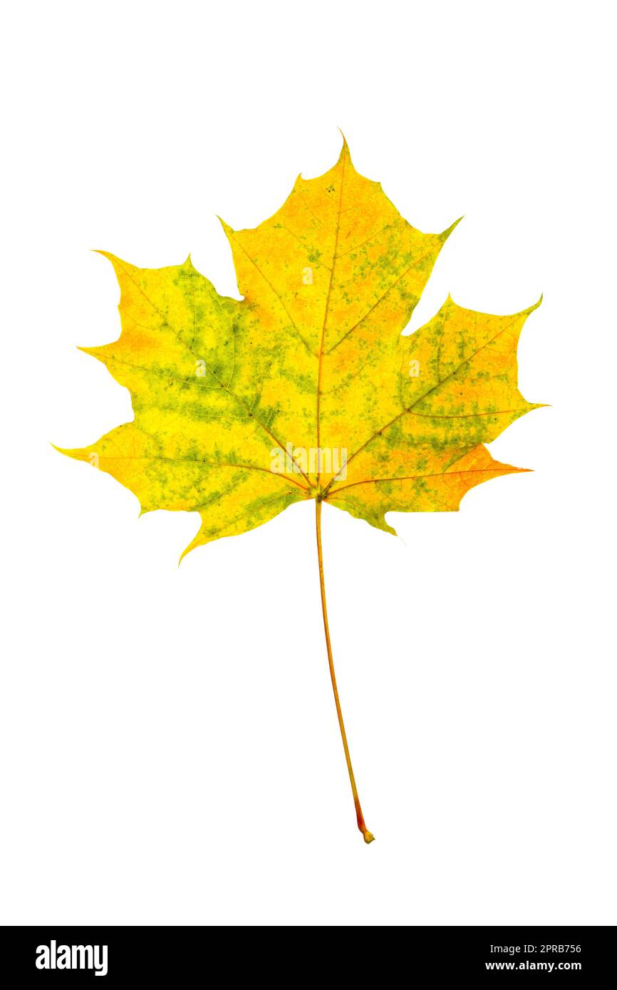 Farbenfrohes Ahornblatt im Herbst isoliert auf weißem Hintergrund Stockfoto