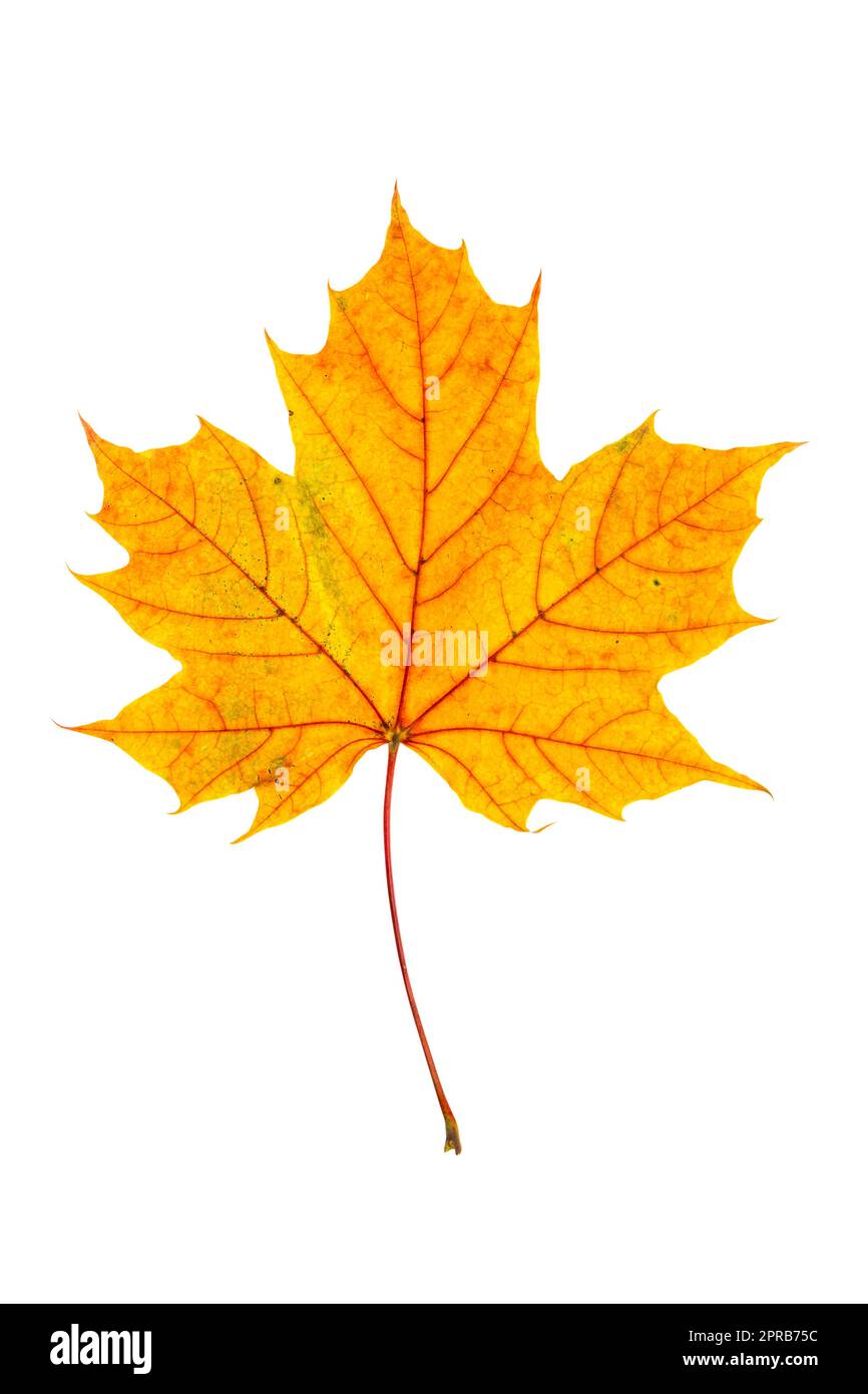 Bunter Herbst Ahornblatt isoliert auf weißem Hintergrund Stockfoto