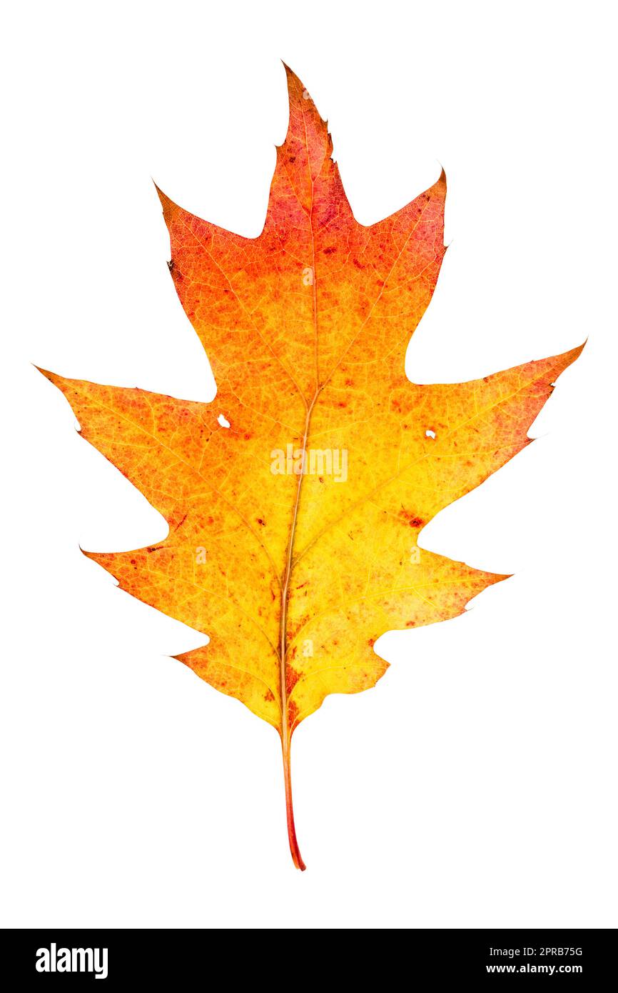 Herbst Ahornblatt isoliert auf weißem Hintergrund Stockfoto