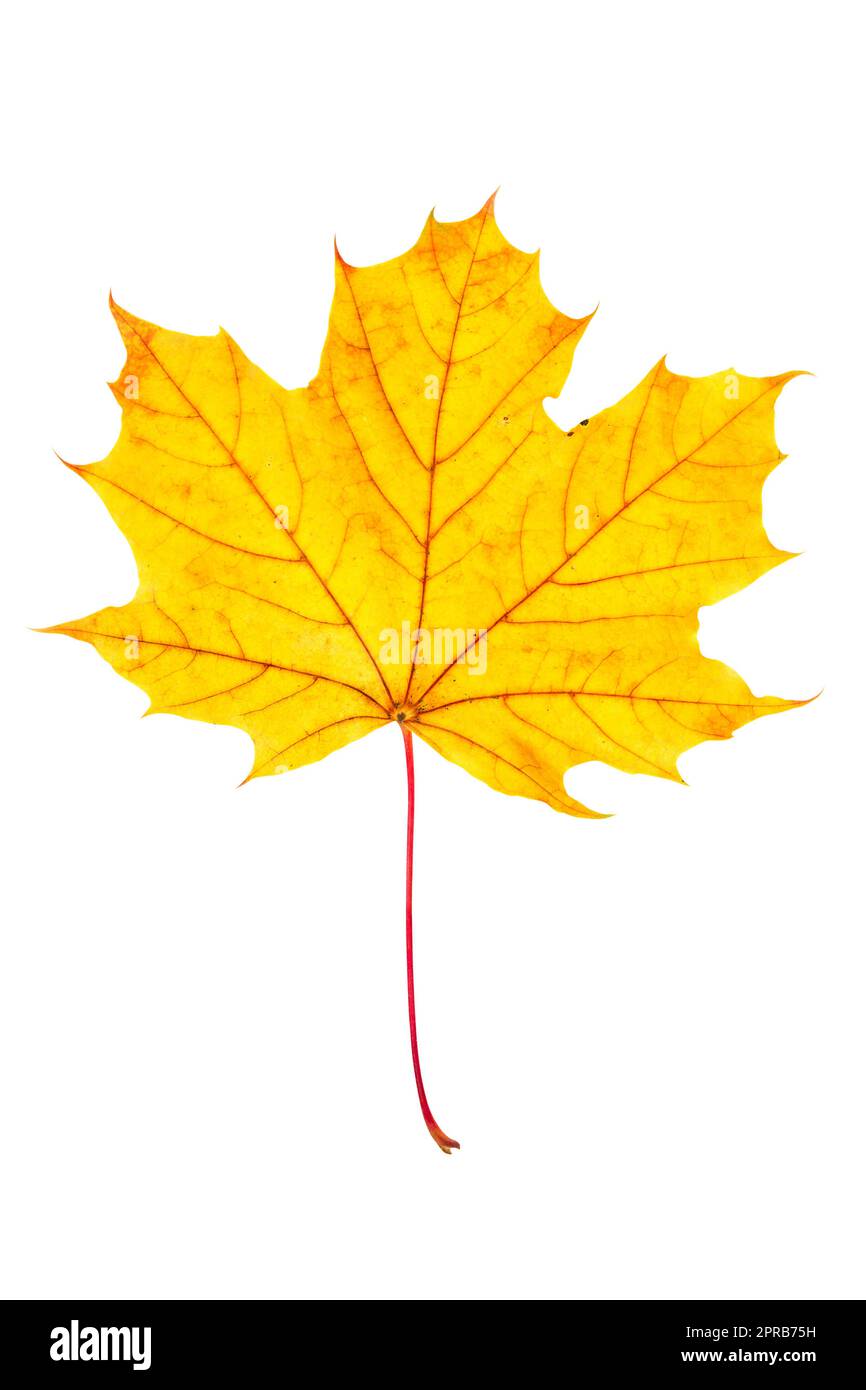 Hellgelbes Ahornblatt im Herbst, isoliert auf weißem Hintergrund Stockfoto