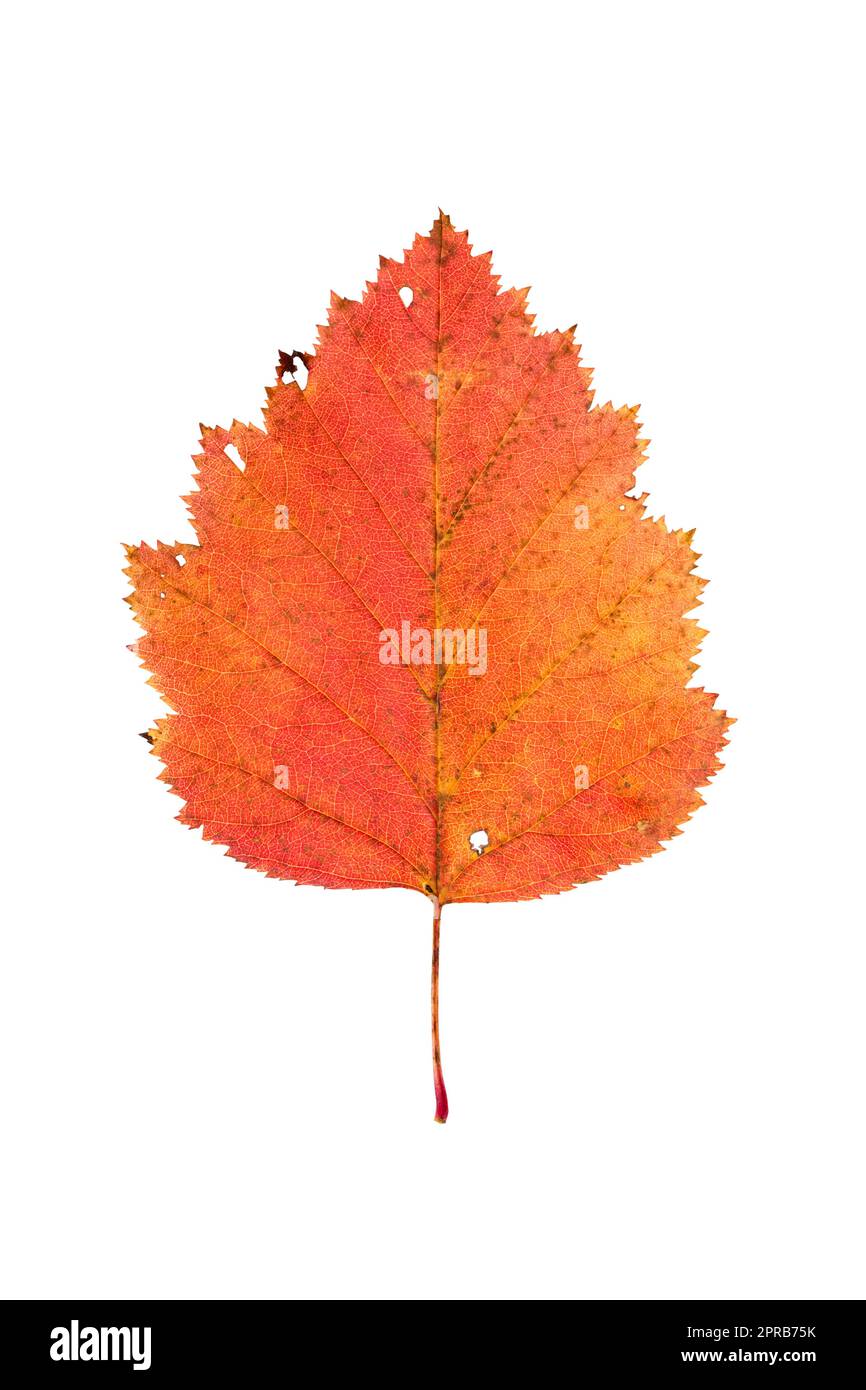 Roter Herbst Blatt isoliert auf weißem Hintergrund Stockfoto