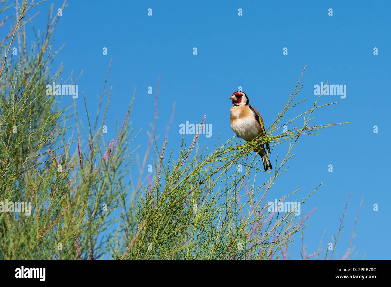 goldfinch sitzt im Busch Stockfoto