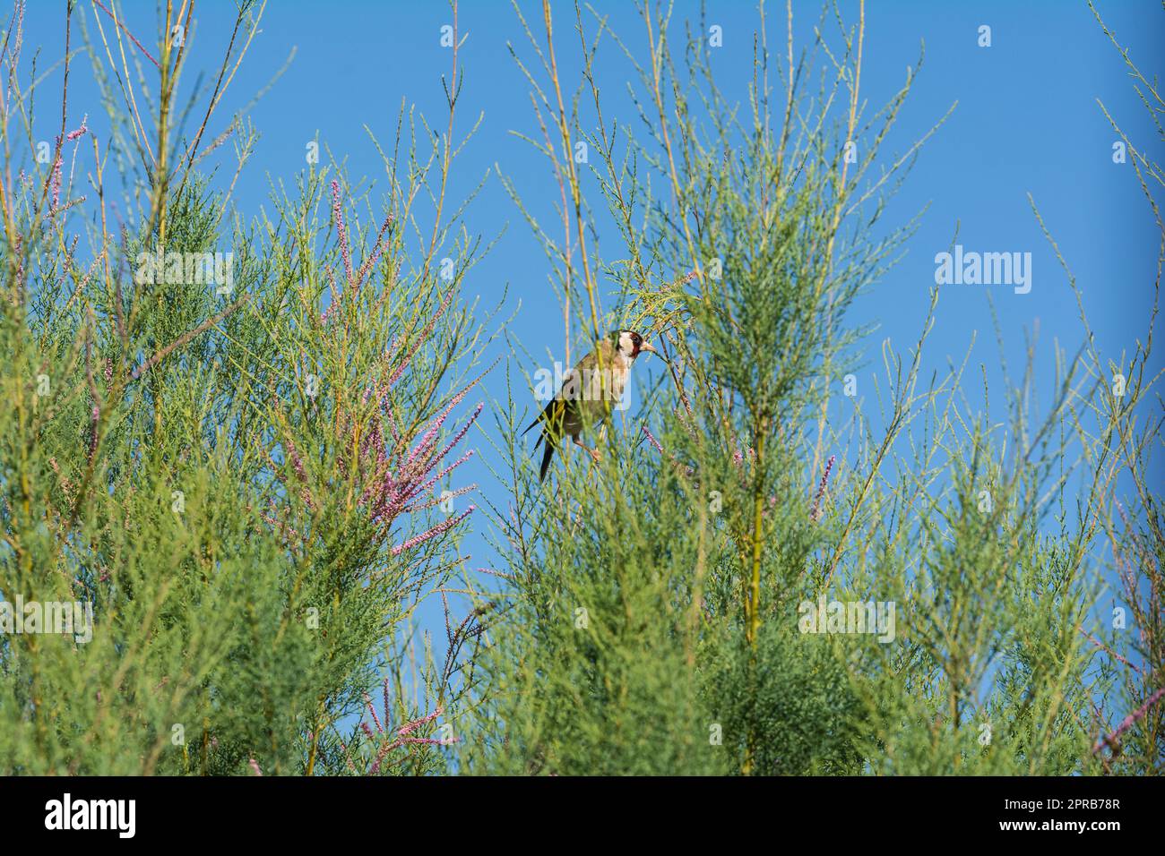 goldfinch sitzt im Busch Stockfoto