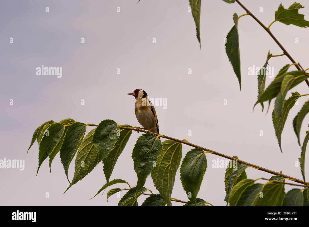 Ein Goldfink auf einem Ast Stockfoto
