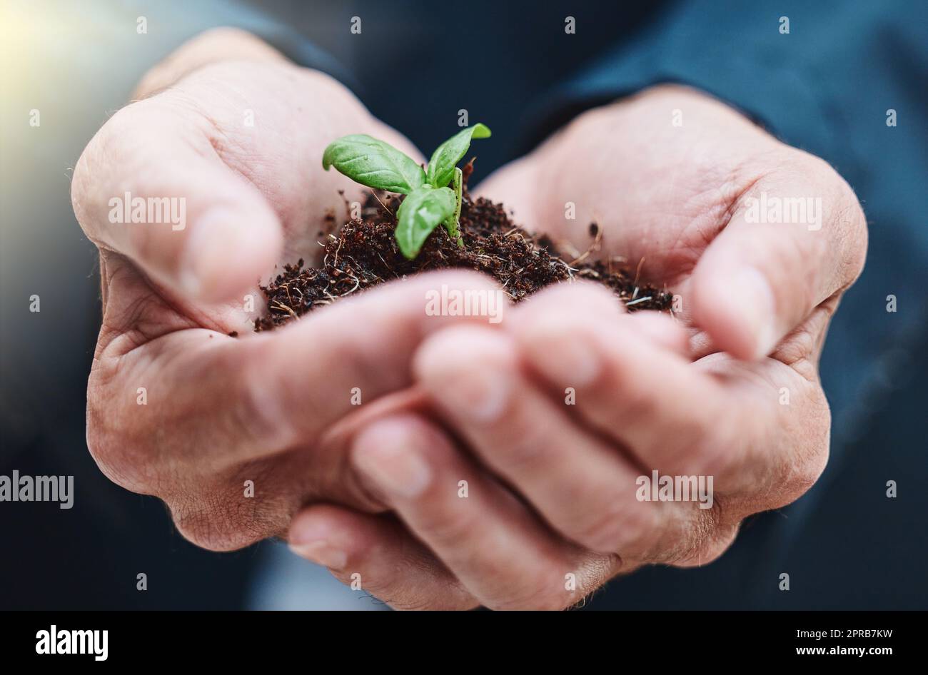 Nehmen Sie Wurzel, seine Zeit zu wachsen. Ein unkenntlich Geschäftsmann hält eine Pflanze, die aus dem Boden wächst. Stockfoto