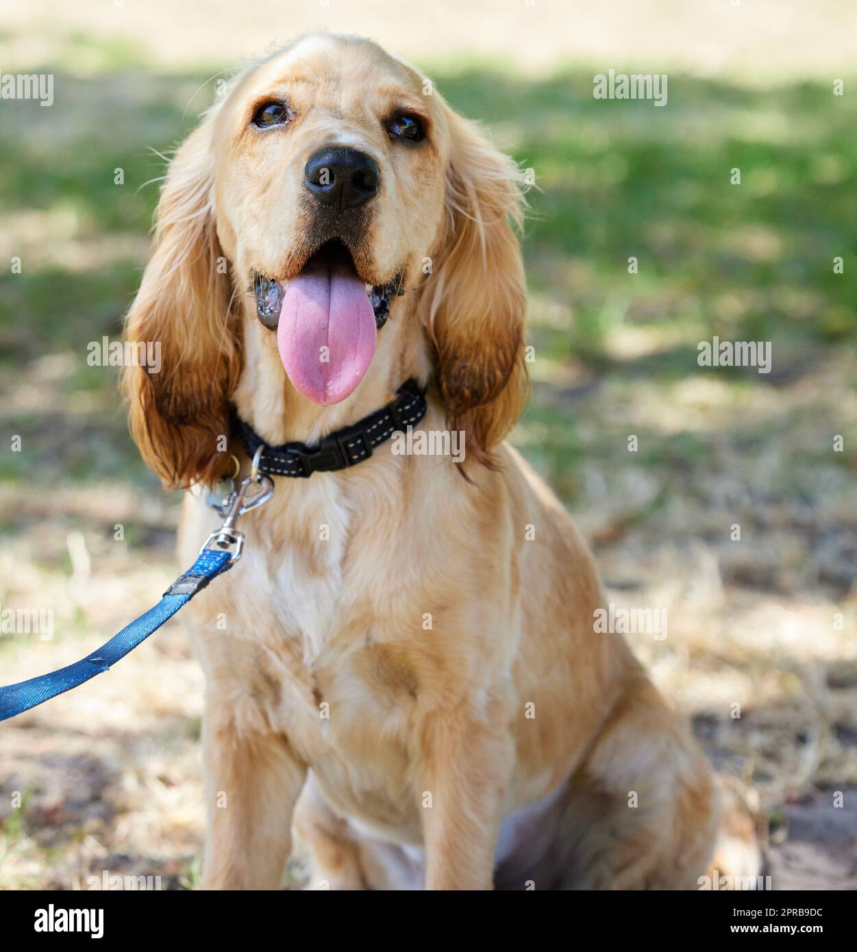 Alle denken, sie haben den besten Hund und keiner von ihnen irrt sich. Ein süßer Cockerspaniel Welpe, der draußen auf dem Gras sitzt und sich für einen Spaziergang bereitmacht. Stockfoto