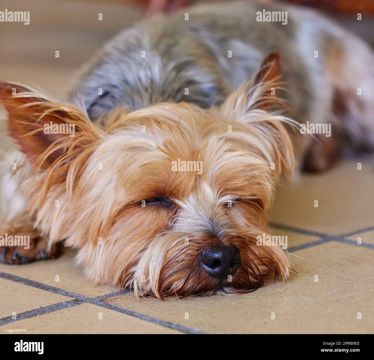 Ein Yorkshire Terrier, der tagsüber drinnen schläft. Stockfoto