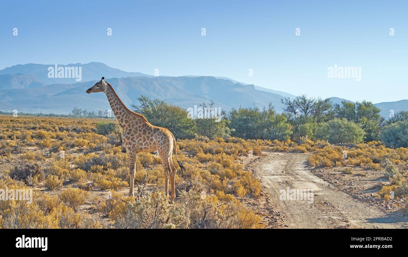 Wunderschöne Giraffe. Ein Foto einer schönen Giraffe auf der Savanne am späten Nachmittag in Südafrika. Stockfoto
