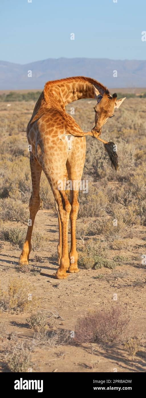 Wunderschöne Giraffe. Ein Foto einer schönen Giraffe auf der Savanne am späten Nachmittag in Südafrika. Stockfoto