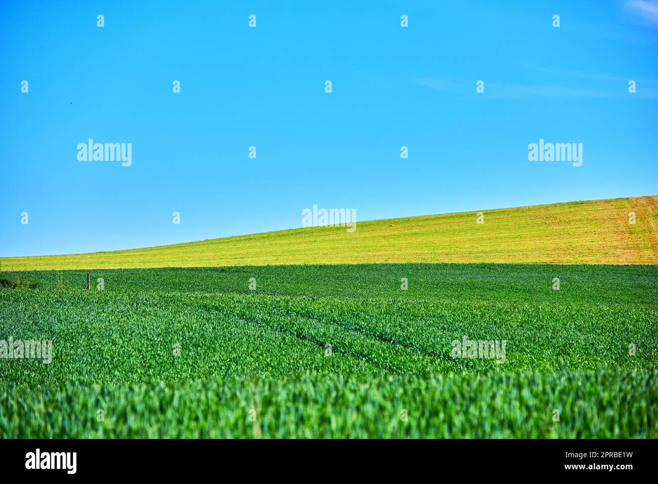 Grüne Felder und blauer Himmel im Frühling. Ackerland im Frühling - viel Platz für Kopien. Stockfoto