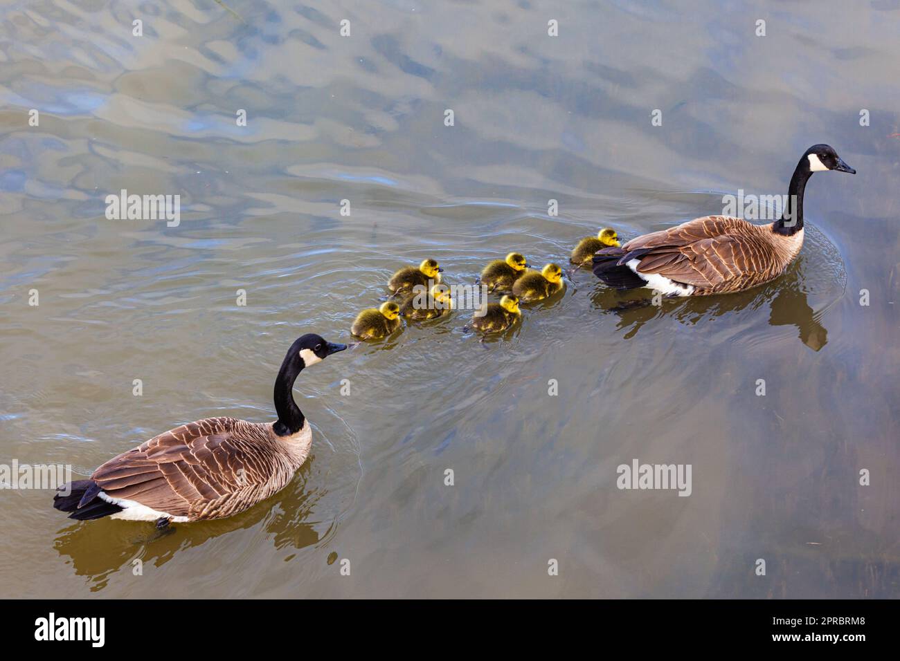 Zwei Kanadische Gänse schwimmen mit ihrer Brut von Küken entlang der Steveston Waterfront in British Columbia, Kanada Stockfoto