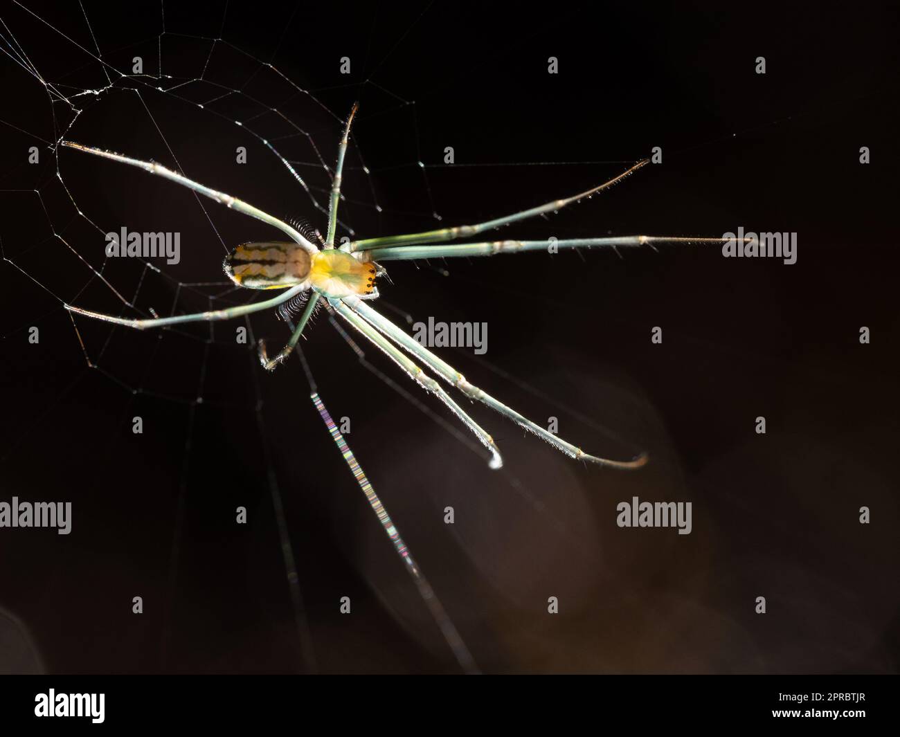 Nahaufnahme einer hinterleuchteten Orchard-Orb-Weber-Spinne, die in der Mitte ihres Netzes sitzt. Mit geringer Schärfentiefe fotografiert. Stockfoto