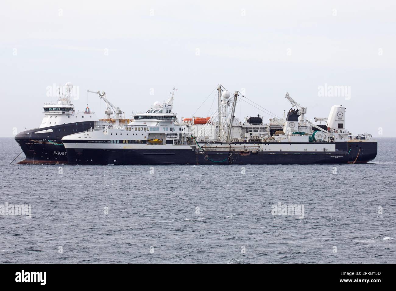 Antarctic Endurance, das weltweit erste speziell für Kril gebaute Ernteschiff im Besitz von Aker BioMarine. Mit Dem Frachtschiff Discovery Antarktis. In Falkland. Stockfoto
