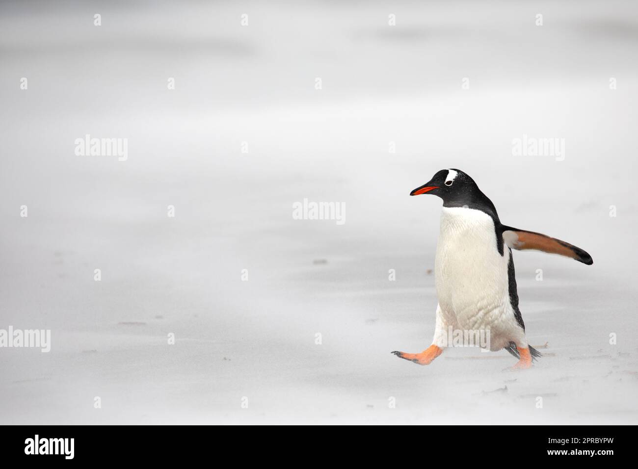 Ein Gento-Pinguin an einem windigen Strand auf den Falklandinseln. Stockfoto