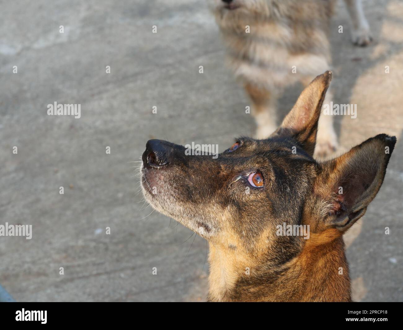 Der schwarz-braune Hund hebt seinen Kopf, um nach oben zu schauen, das Hundeauge ist entzündet und läuft Stockfoto